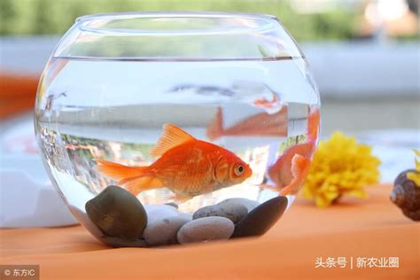 養金魚換水